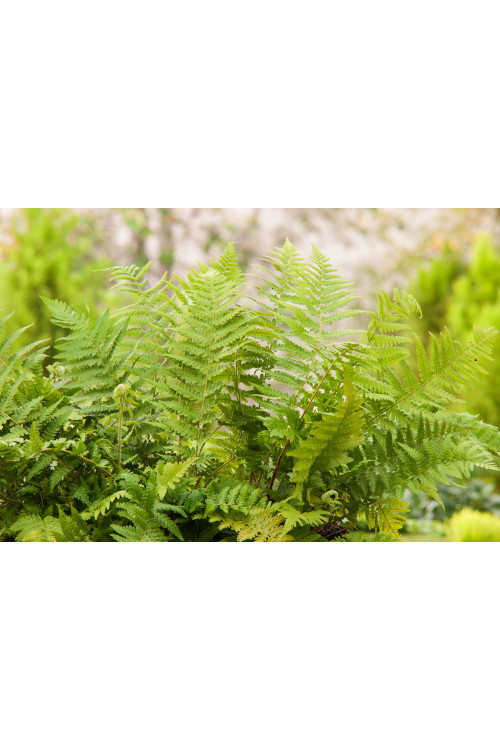 Narecznica samcza | Dryopteris filix-mas