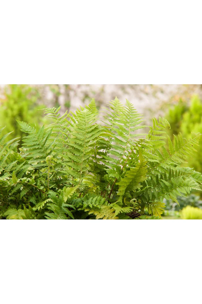 Narecznica samcza | Dryopteris filix-mas