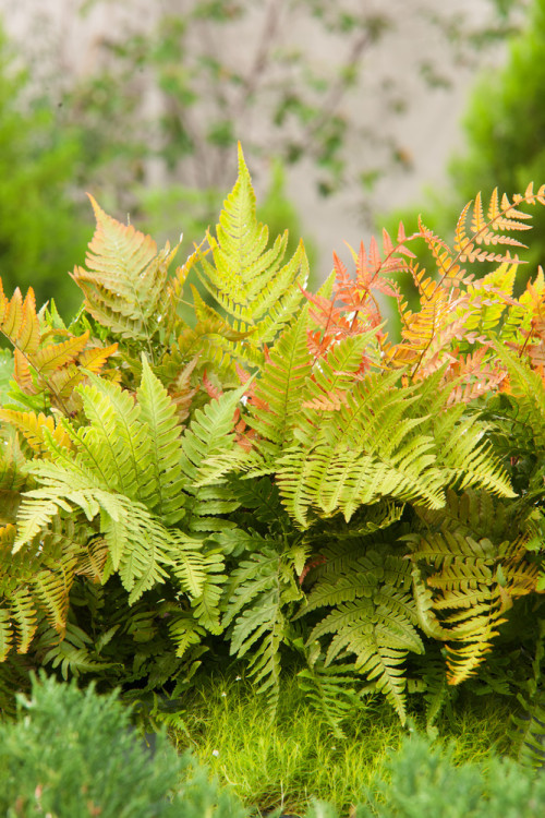 Narecznica czerwonozawijkowa| Dryopteris erythrosora