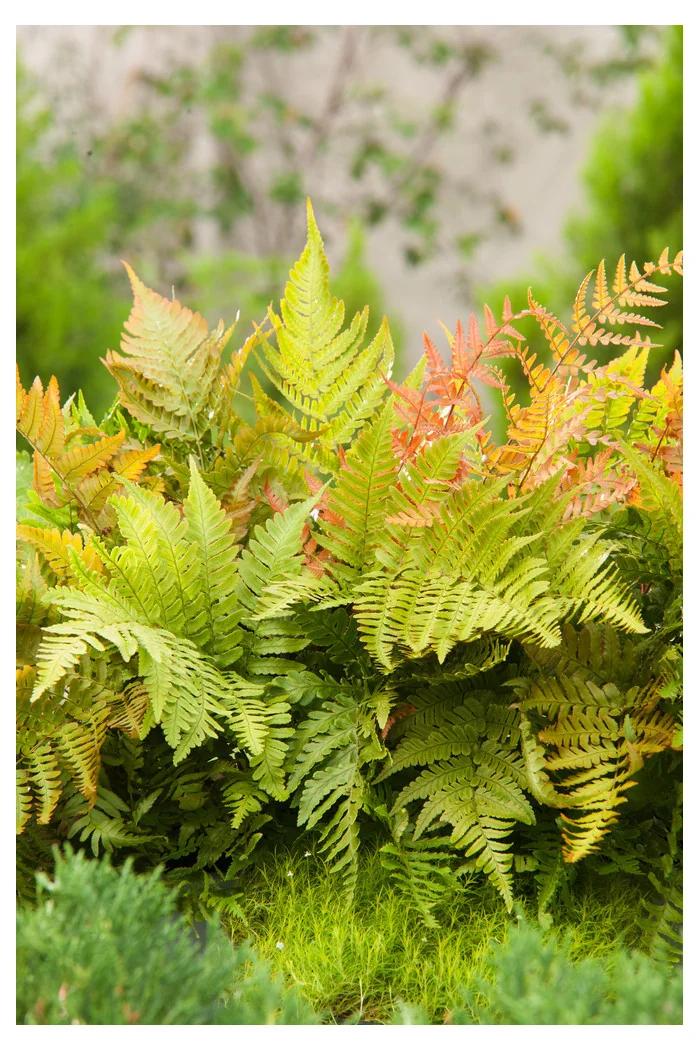 Narecznica czerwonozawijkowa| Dryopteris erythrosora