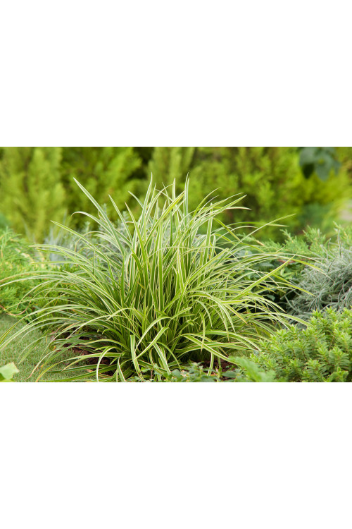 Turzyca 'Ice Dance' | Carex morrowii