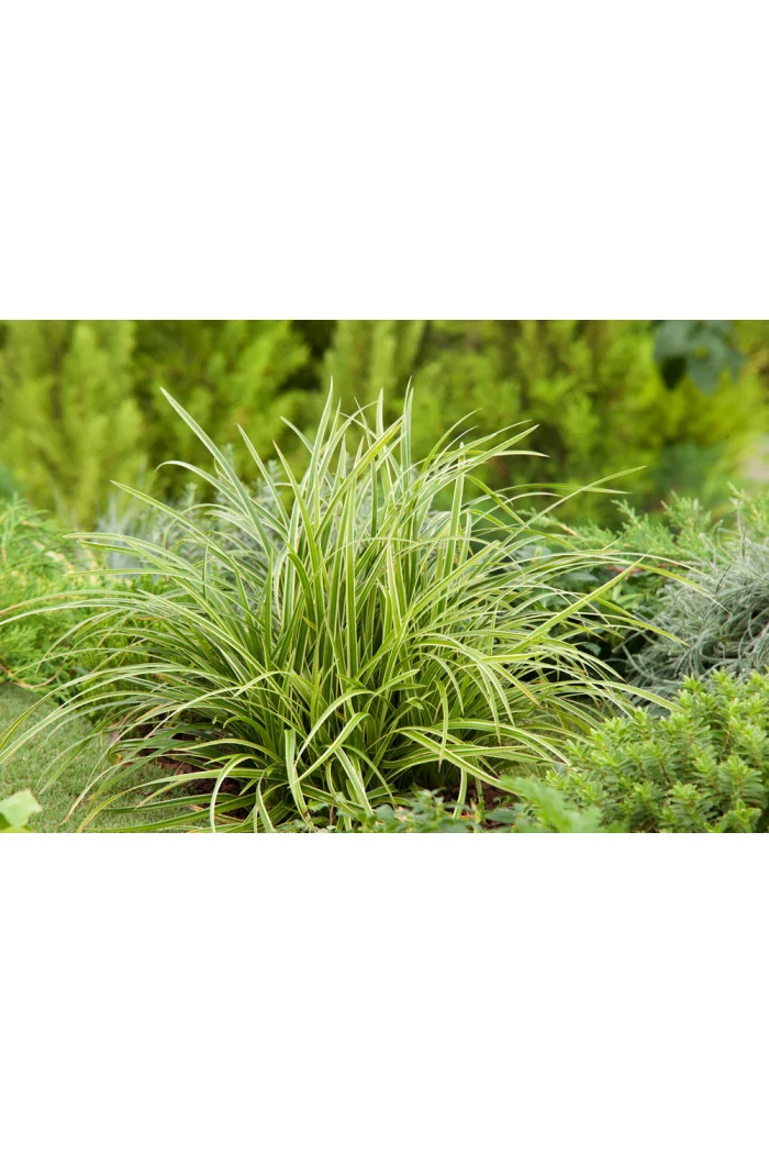 Turzyca 'Ice Dance' | Carex morrowii