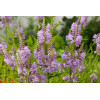 Odętka wirginijska 'Rosea' | Physostegia virginiana