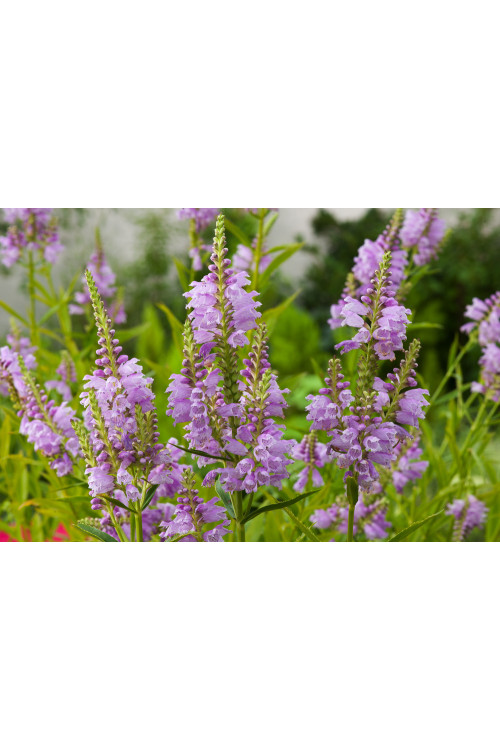 Odętka wirginijska 'Rosea' | Physostegia virginiana