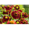 dzielżan, dzielżan jesienny, dzielżan Helena Red, helenium