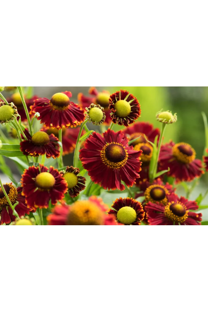 dzielżan, dzielżan jesienny, dzielżan Helena Red, helenium