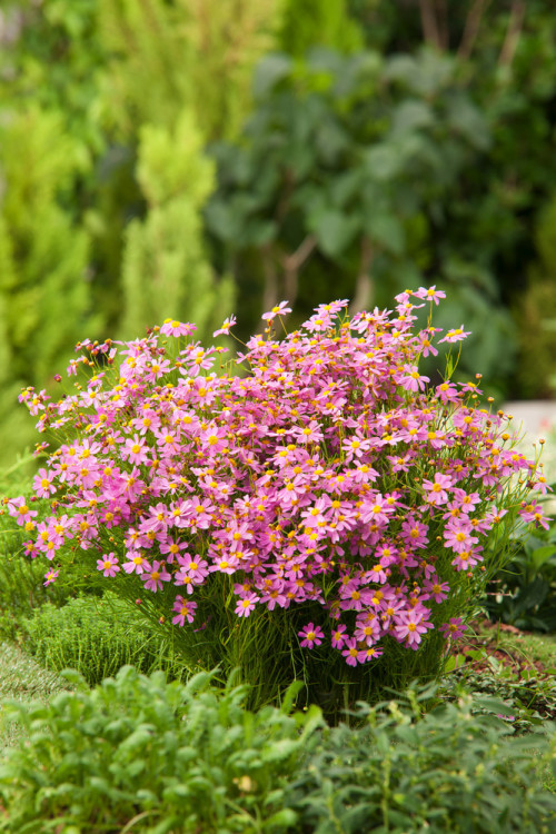 Nachyłek różowy 'American Dream' | Coreopsis rosea