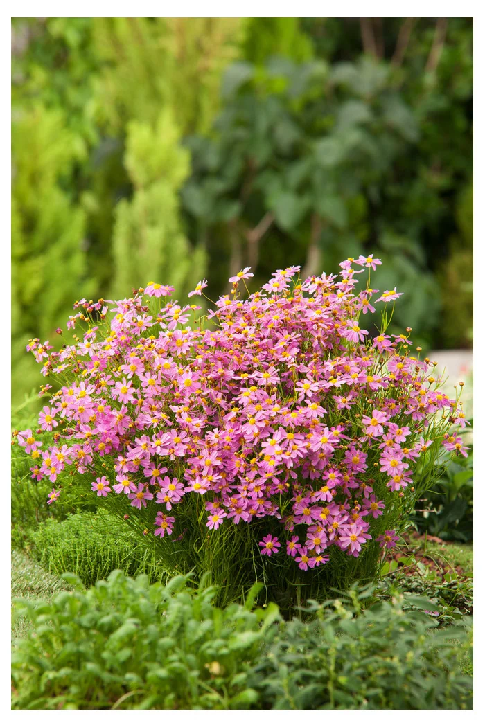 Nachyłek różowy 'American Dream' | Coreopsis rosea