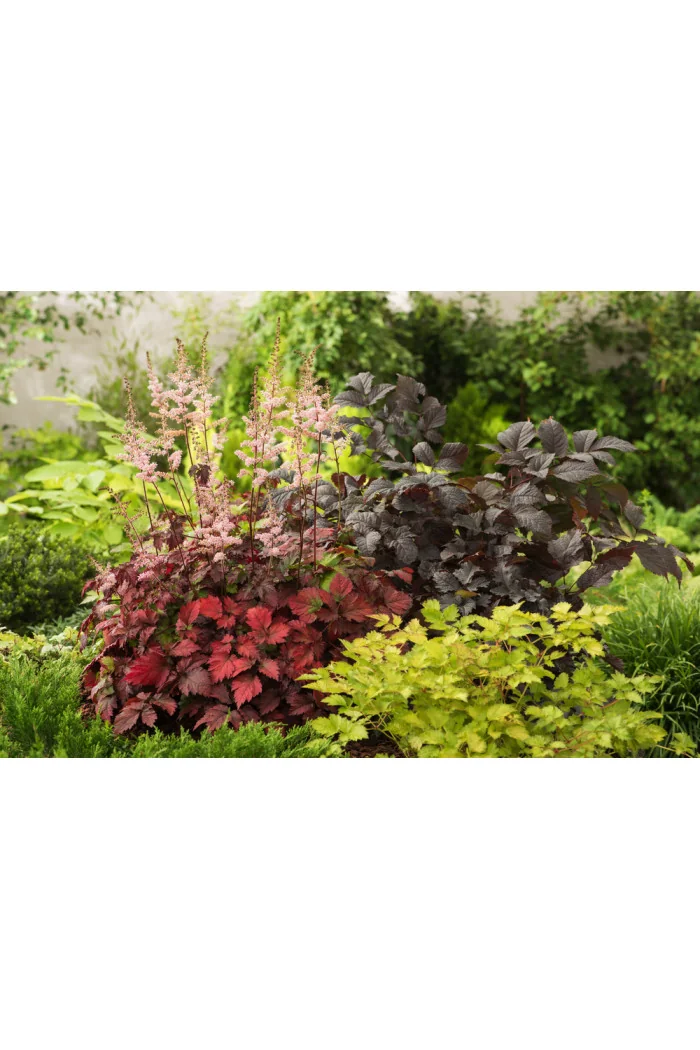 tawułka, tawułka arendsa, astilbe, astilbe arendsii, tawułka białą, tawułka Deutschland