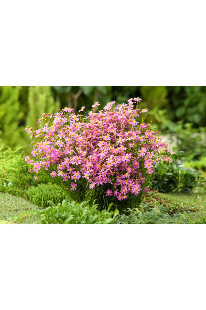 Nachyłek różowy 'American Dream' | Coreopsis rosea