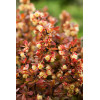 Berberys Thunberga 'Admiration' | Berberis thunbergii