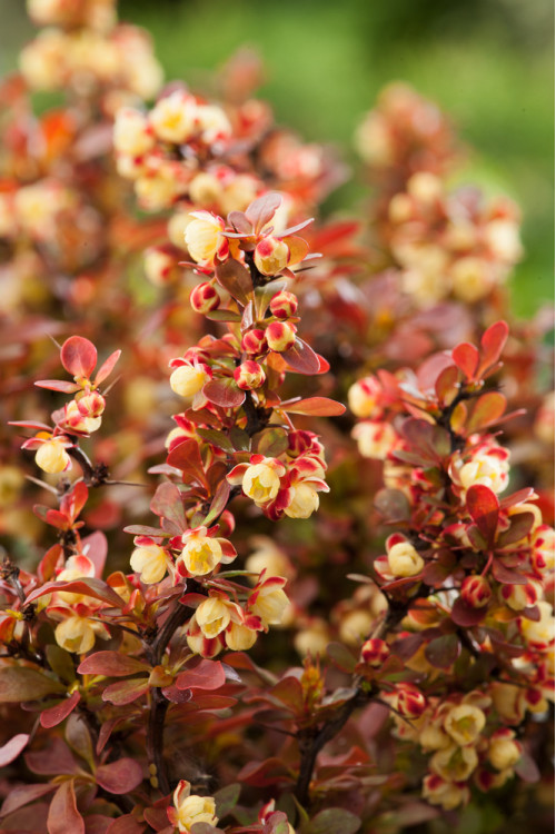 Berberys Thunberga 'Admiration' | Berberis thunbergii