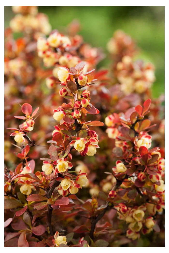 Berberys Thunberga 'Admiration' | Berberis thunbergii