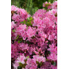 Azalia japońska 'Kermesina Rosea' | Rhododendron obtusum