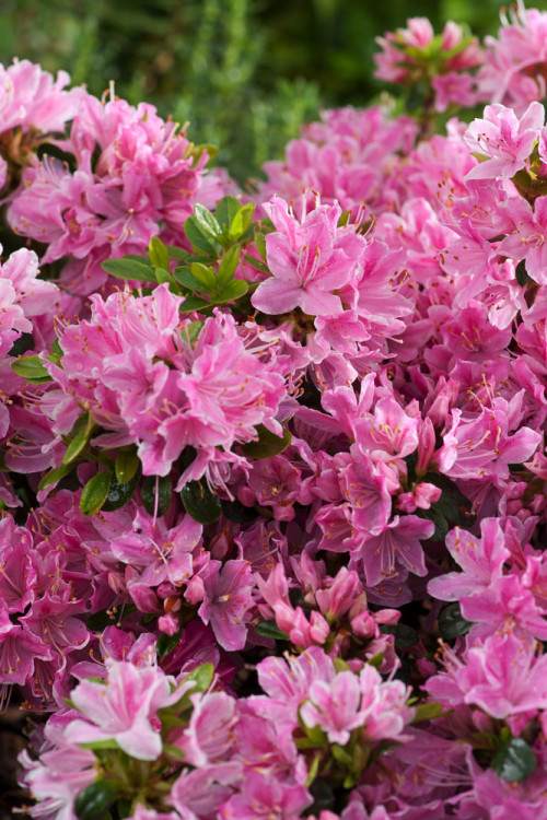 Azalia japońska 'Kermesina Rosea' | Rhododendron obtusum
