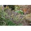Rozplenica japońska 'Red Head' | Pennisetum alopecuroides