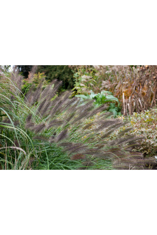 Rozplenica japońska 'Red Head' | Pennisetum alopecuroides