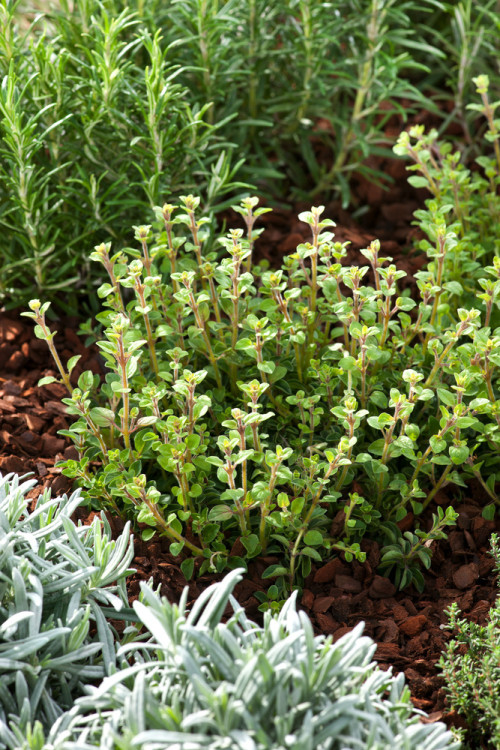 Lebiodka pospolita (Oregano) | Origanum vulgare