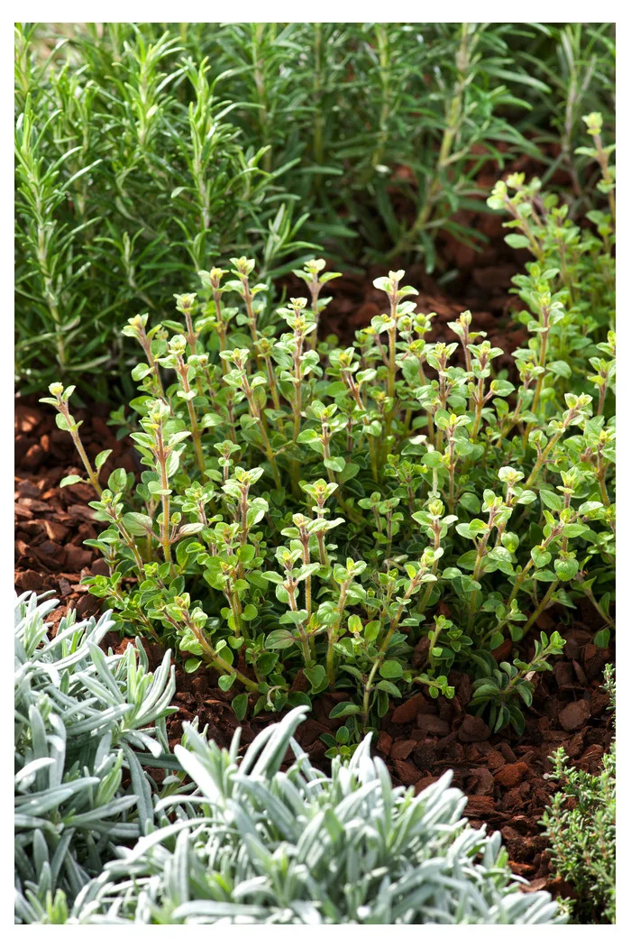 Lebiodka pospolita (Oregano) | Origanum vulgare