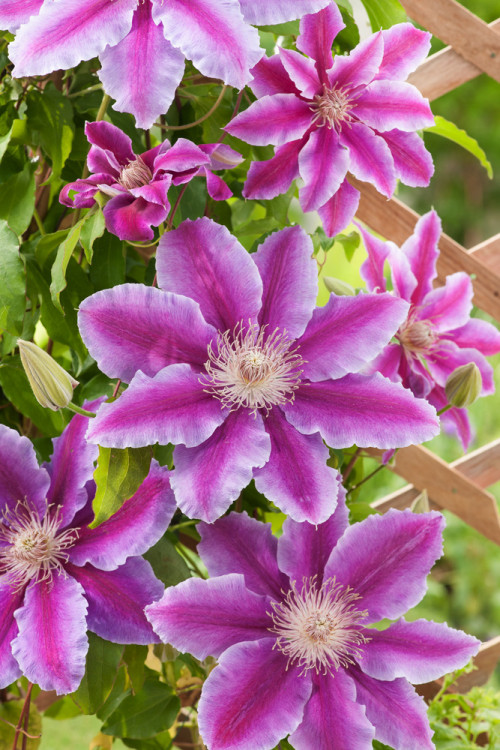Powojnik 'Dr Ruppel' | Clematis