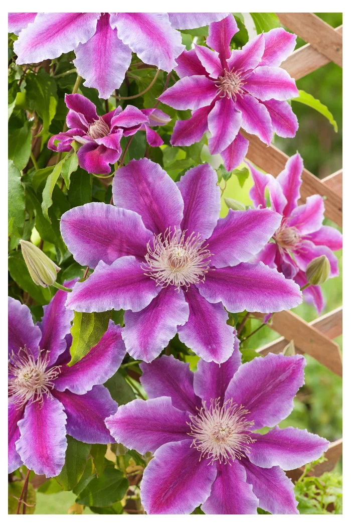 Powojnik 'Dr Ruppel' | Clematis