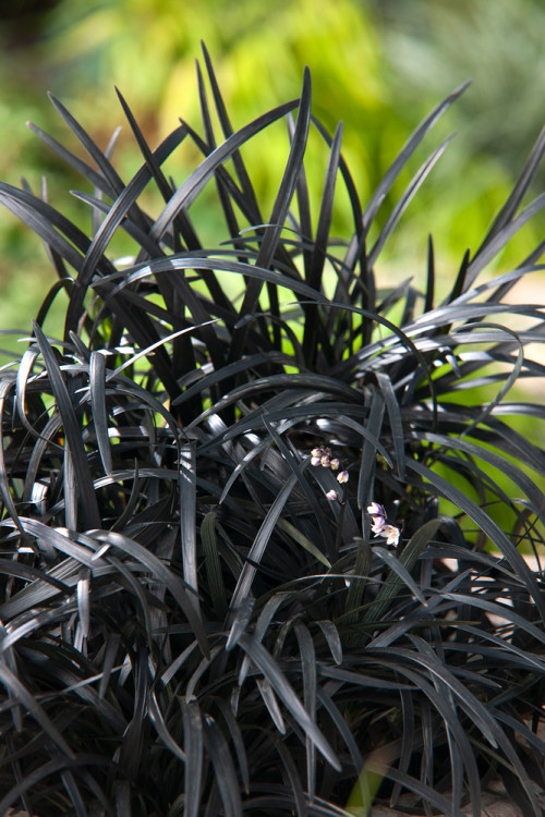 Konwalijnik japoński 'Niger' | Ophiopogon planiscapus