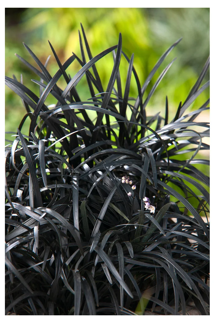 Konwalijnik japoński 'Niger' | Ophiopogon planiscapus