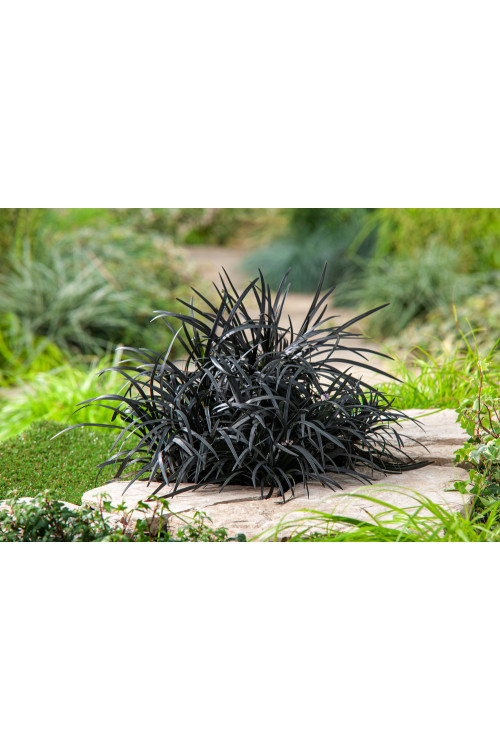 Konwalijnik japoński 'Niger' | Ophiopogon planiscapus