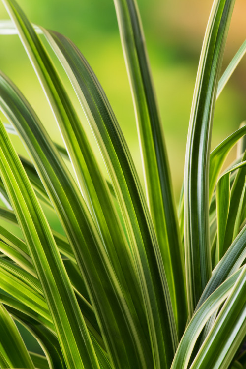 turzyca, turzyca morrowa, carex,