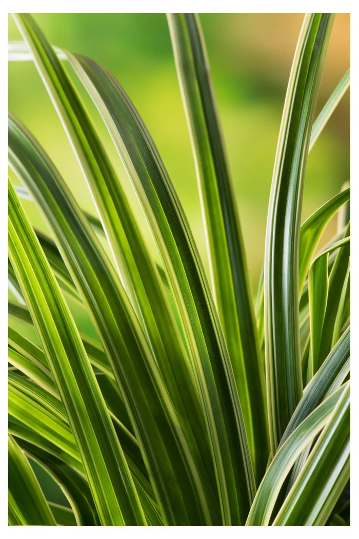 turzyca, turzyca morrowa, carex,