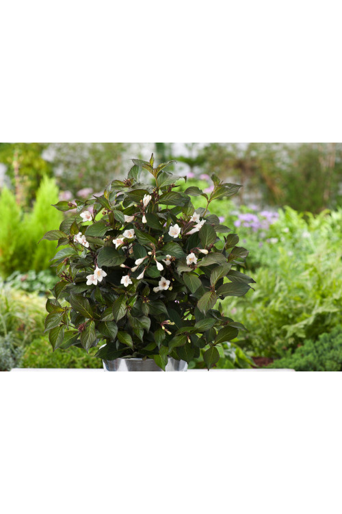 Krzewuszka cudowna 'Ebony & Ivory' | Weigela florida