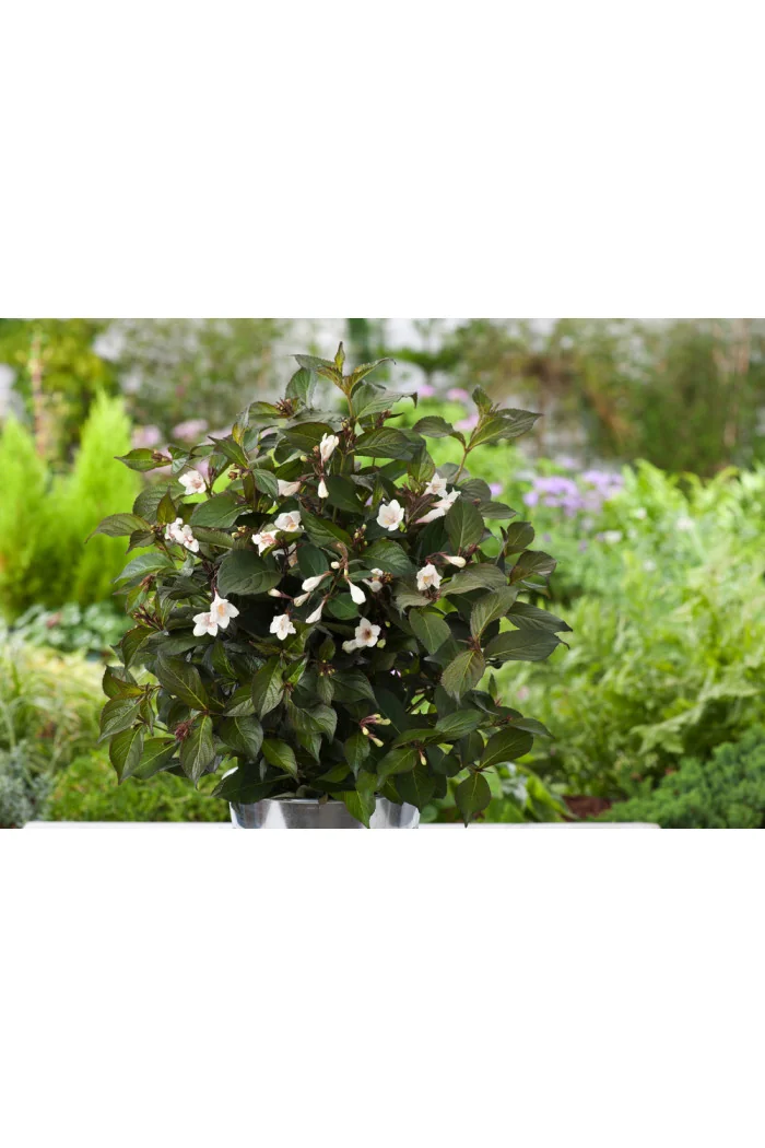 Krzewuszka cudowna 'Ebony & Ivory' | Weigela florida