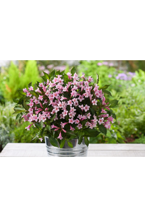 Krzewuszka cudowna 'Pink Poppet' | Weigela florida