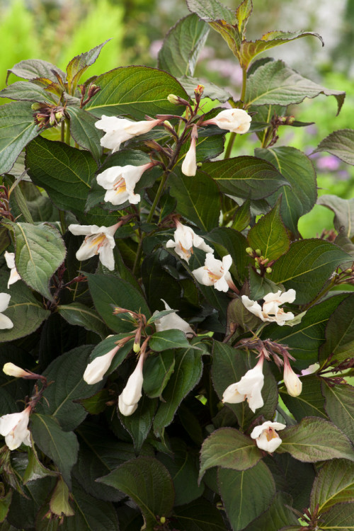 Krzewuszka cudowna 'Ebony & Ivory' | Weigela florida