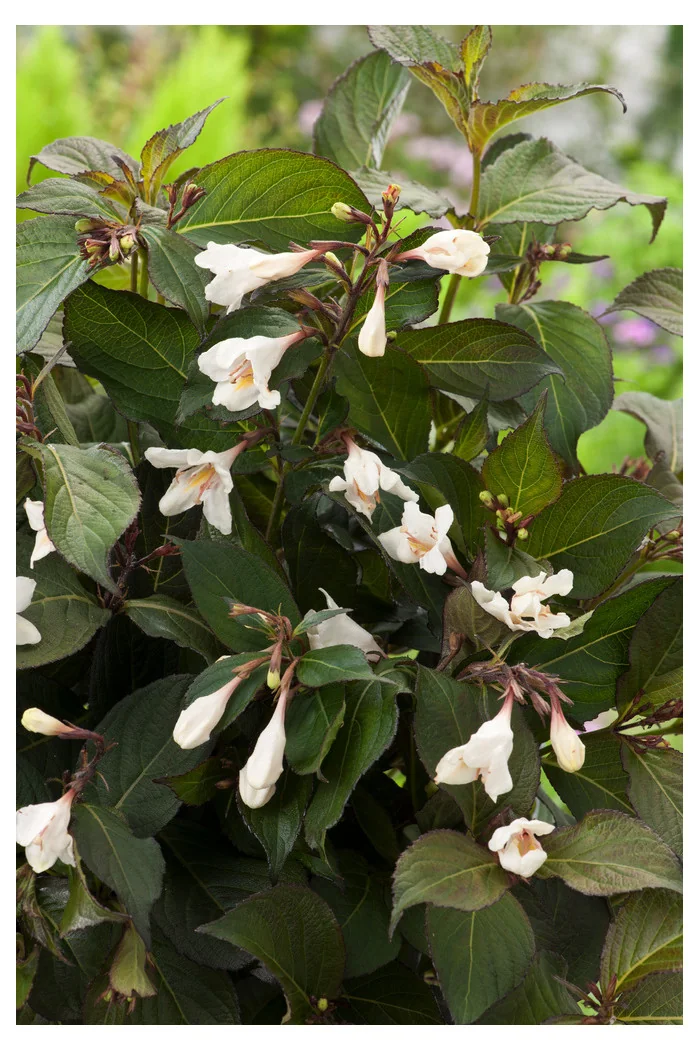 Krzewuszka cudowna 'Ebony & Ivory' | Weigela florida