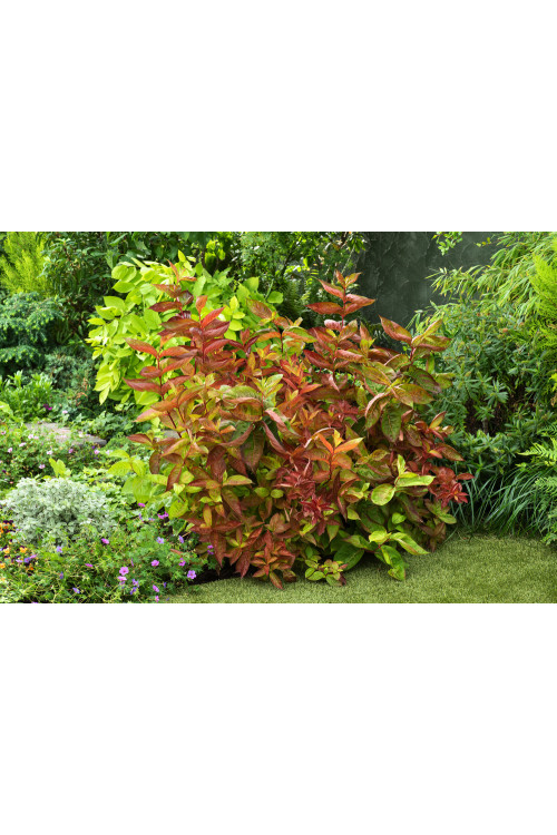 Krzewuszka cudowna 'Wings of Fire' | Weigela florida