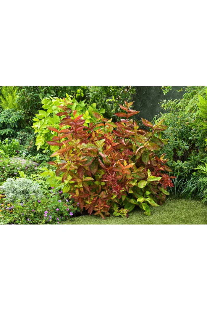 Krzewuszka cudowna 'Wings of Fire' | Weigela florida