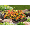 Słonecznica 'Fire Spinner'