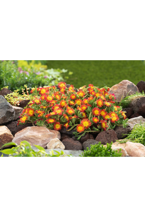 Słonecznica 'Fire Spinner'