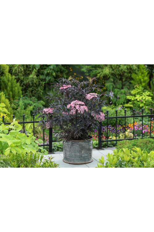 Bez czarny 'Black Lace' (Eva) | Sambucus nigra