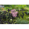 Bez czarny 'Black Lace' (Eva) | Sambucus nigra