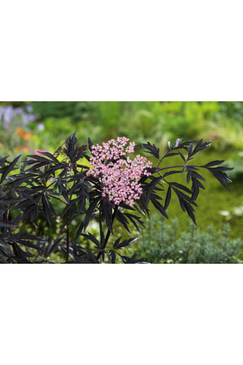 Bez czarny 'Black Lace' (Eva) | Sambucus nigra