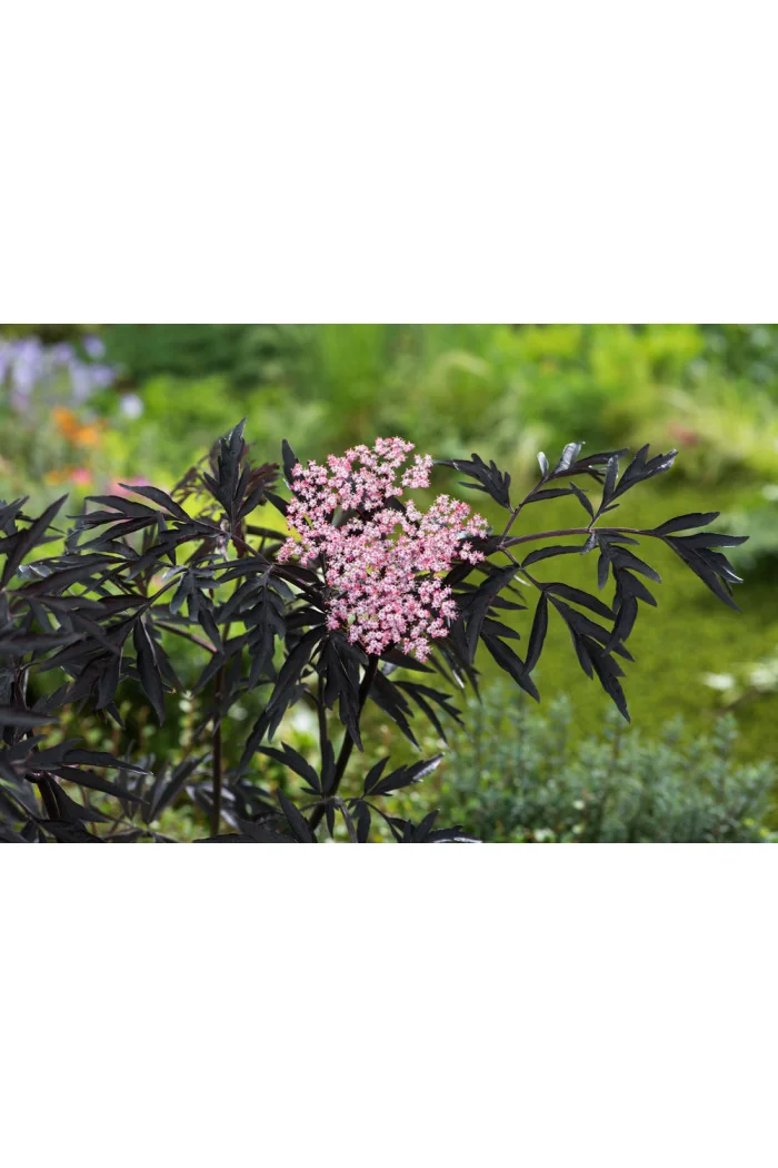 Bez czarny 'Black Lace' (Eva) | Sambucus nigra