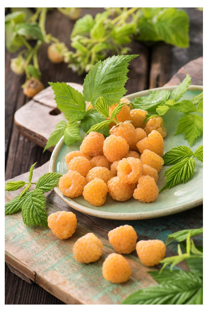 Malina 'All Gold' div class'lat' Rubus idaeus /div