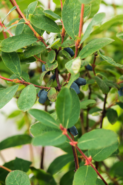 Jagoda kamczacka 'Leningradskij Welikan' | Lonicera coerulea var. Kamtschatica