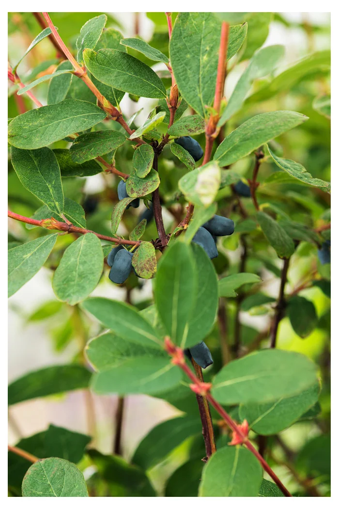 Jagoda kamczacka 'Leningradskij Welikan' | Lonicera coerulea var. Kamtschatica