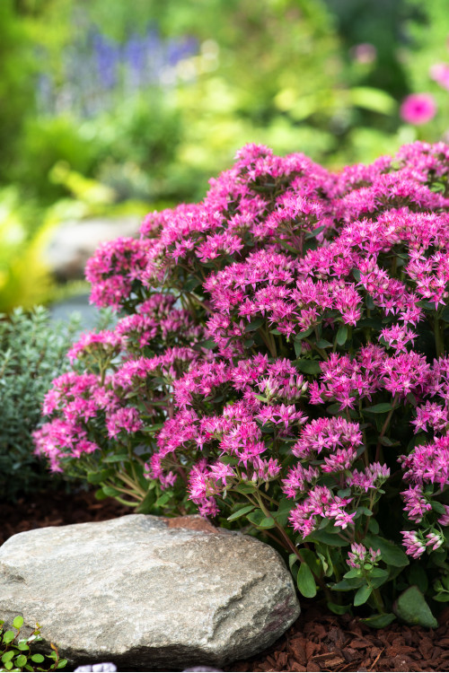 Rozchodnik karpacki 'Munstead Dark Red' | Sedum telephium