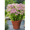 Rozchodnik okazały 'Brillant' | Sedum spectabile
