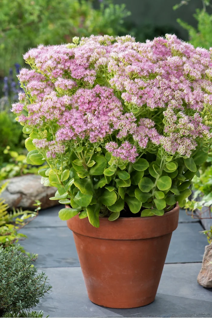 Rozchodnik okazały 'Brillant' | Sedum spectabile