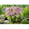Rozchodnik okazały 'Brillant' | Sedum spectabile